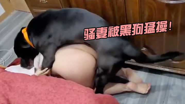 骚妻被黑狗猛操！